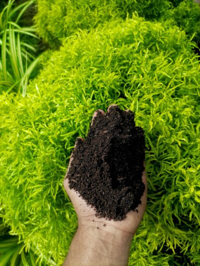 Eco graw කාබනික පොහොර