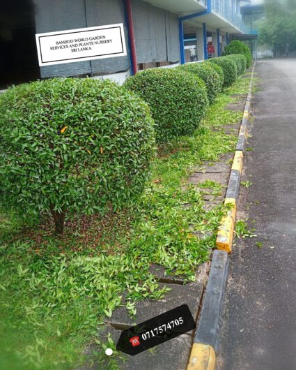 ගෙවතු අලංකරණ සේවා