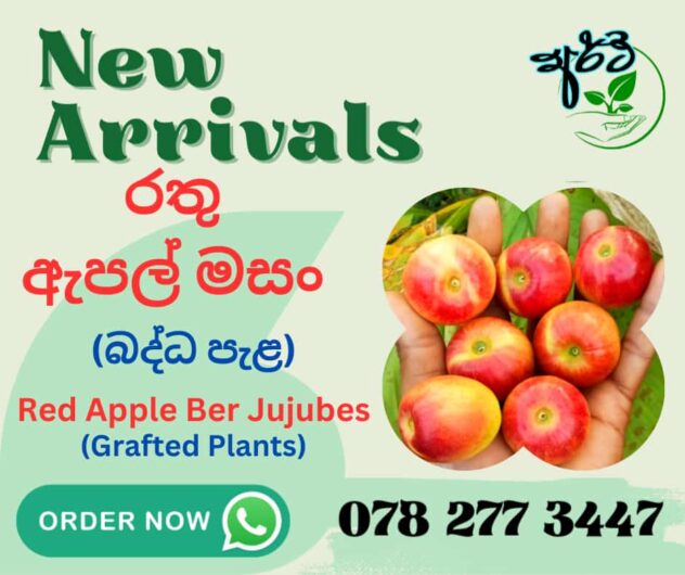 Red apple ber jujubes