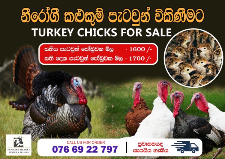 Turkey chicks කළුකුම්